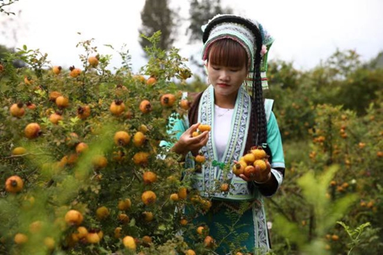 （供稿）贵州初好刺梨汽泡水成功荣膺“2022全球食品饮料论坛官方唯一指定饮料”_fororder_12dbd336c7f591e2d045cd6441985ef