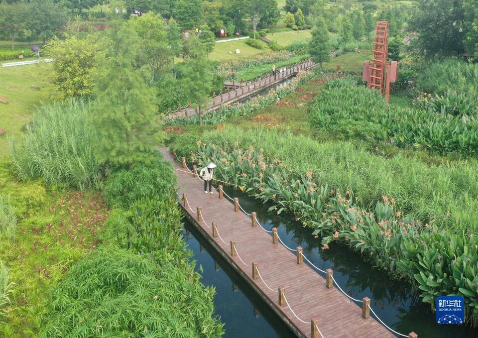 广西南宁：夏日湿地竞芳菲