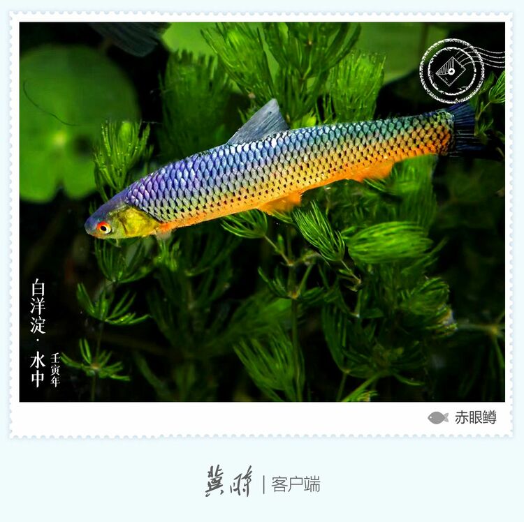 白洋淀： 鱼翔浅底 绿水逶迤