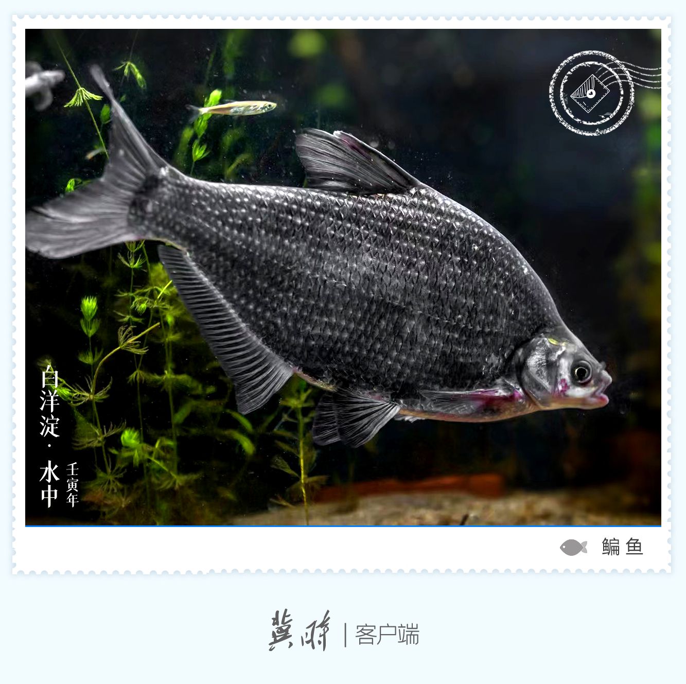 白洋淀： 鱼翔浅底 绿水逶迤