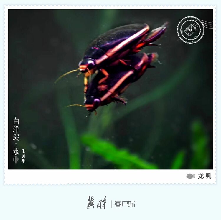 白洋淀： 鱼翔浅底 绿水逶迤