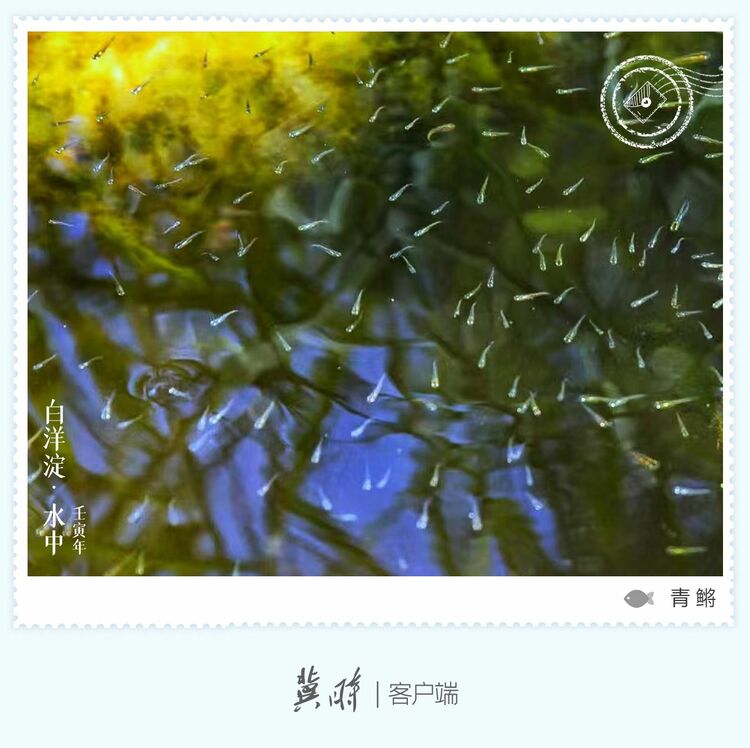 白洋淀： 鱼翔浅底 绿水逶迤