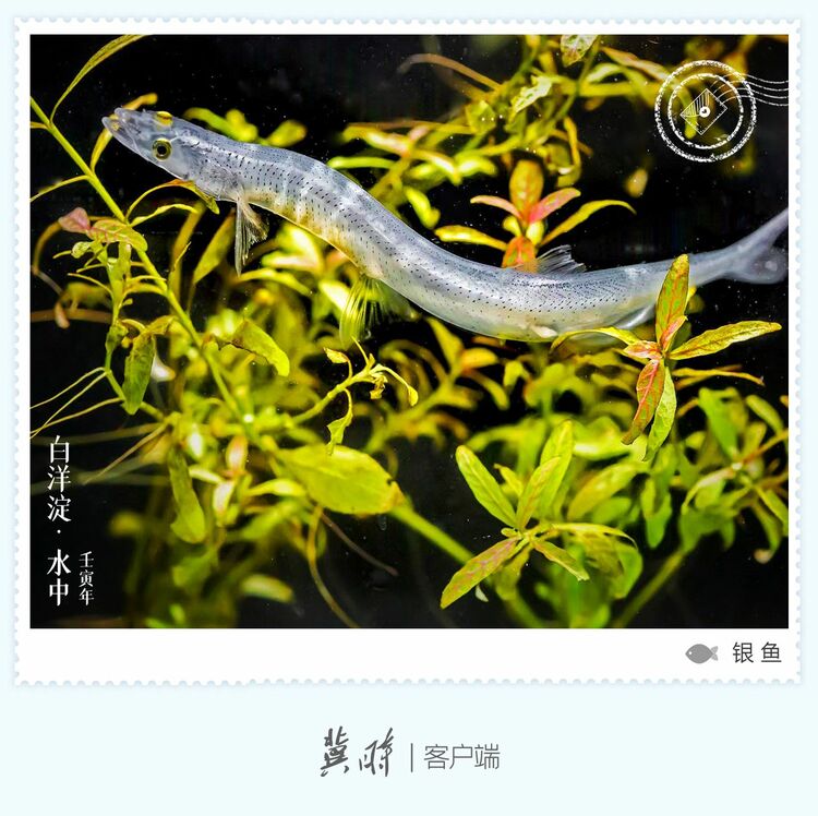 白洋淀： 鱼翔浅底 绿水逶迤