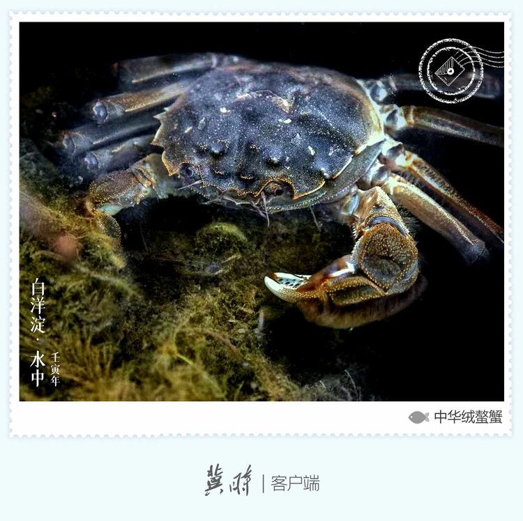 白洋淀： 鱼翔浅底 绿水逶迤