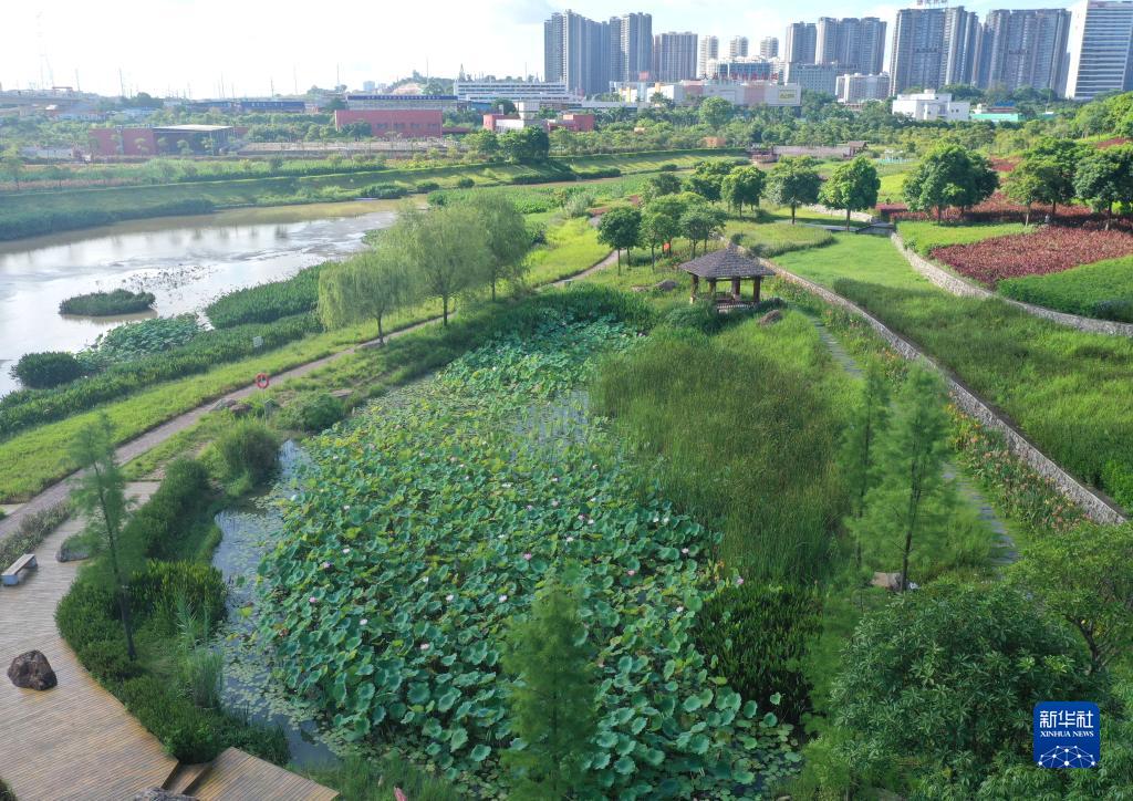 广西南宁：夏日湿地竞芳菲