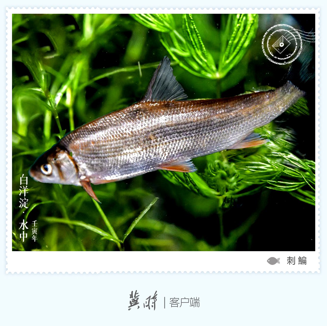 白洋淀： 鱼翔浅底 绿水逶迤