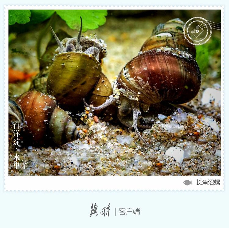 白洋淀： 鱼翔浅底 绿水逶迤