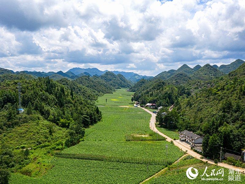 湖北鹤峰：乡村盛夏田园风光美