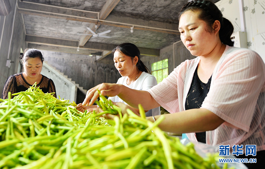 重庆酉阳：黄花遍地熟 采收正当时