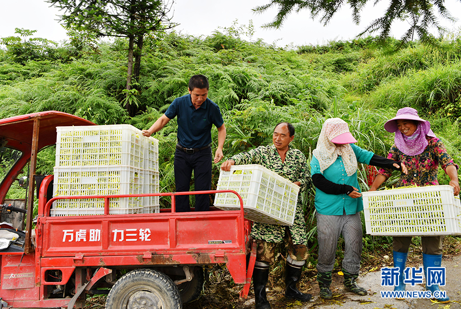 重庆酉阳：黄花遍地熟 采收正当时