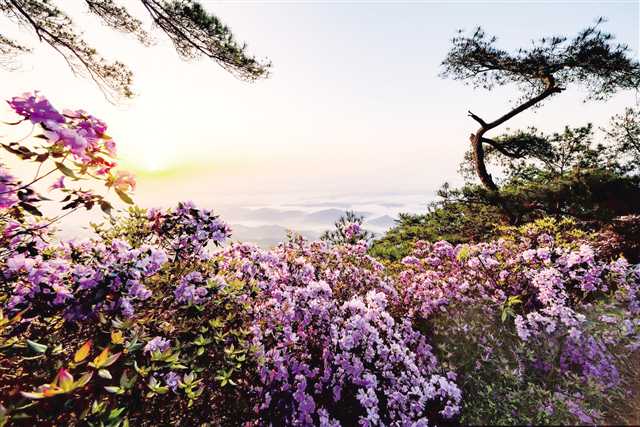 【转载】这里有国色天香 这里有诗和远方 垫江明月山旅游度假区崛起川渝