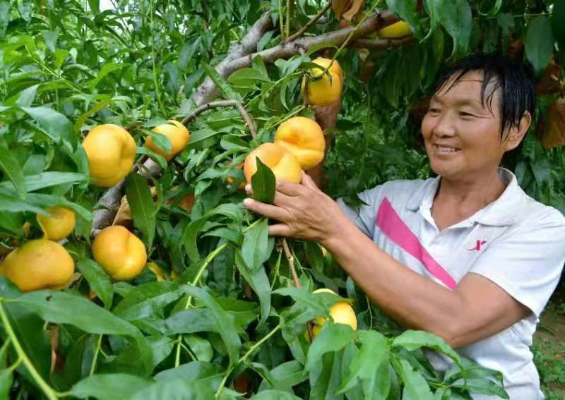 三门峡市城乡一体化示范区阳店镇：小小油蟠桃 致富大“宝贝”_fororder_工人采摘桃子 摄影 彭红勇