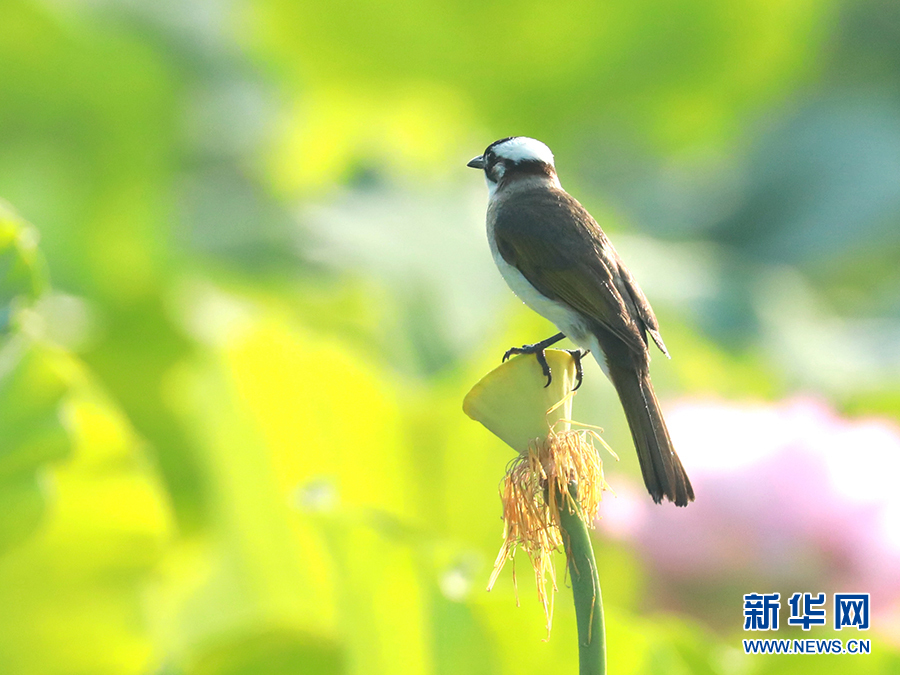 【城市远洋带图】重庆忠县：三峡橘乡白鹭翩飞 尽显生态之美