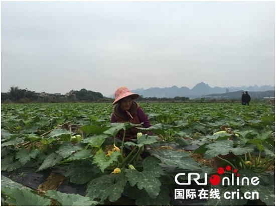 【焦点图】【八桂大地-百色】网络媒体走转改 蔬菜种植基地助力农民脱贫致富