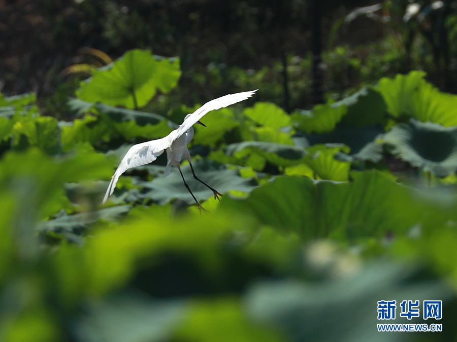 【城市远洋带图】重庆忠县：三峡橘乡白鹭翩飞 尽显生态之美