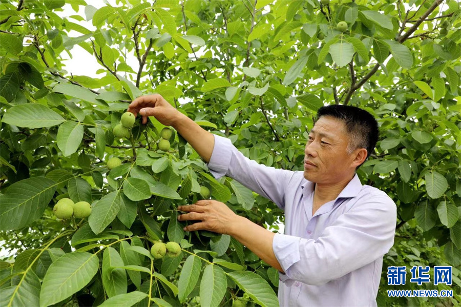 南阳内乡：“两花三桃”打通富民新路径