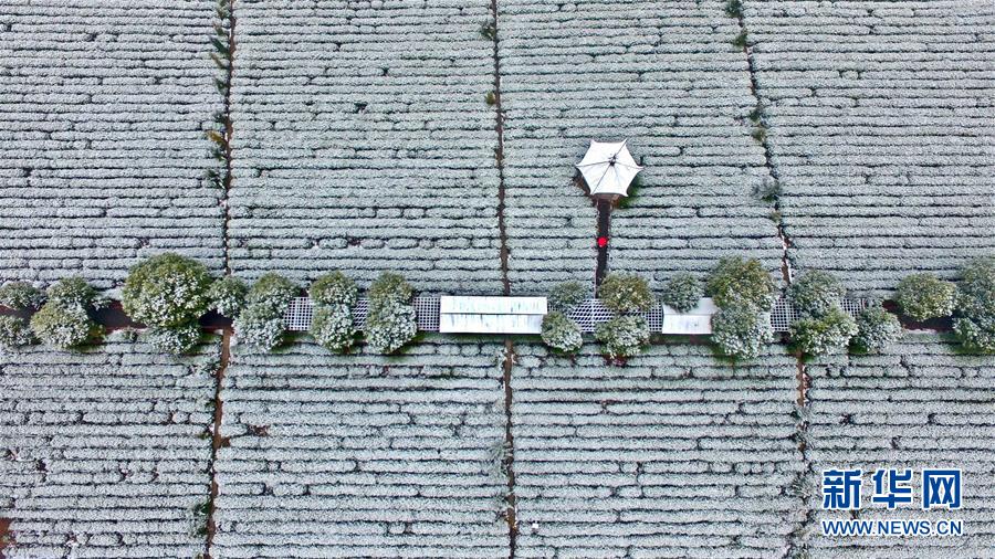 江西吉安：雪润茶园