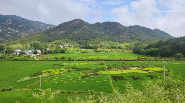 信阳罗山：稻田画助推乡村旅游焕新出彩