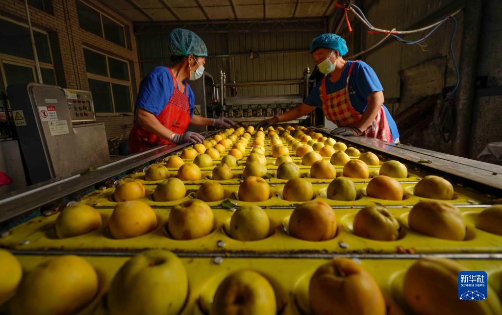 河北遵化：鲜桃加工助增收