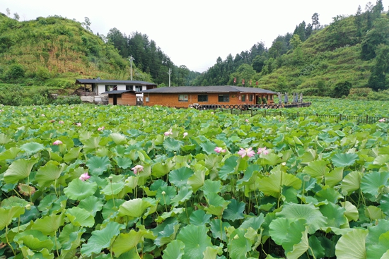 （原创）【在希望的田野上】贵州石阡：铺就产业振兴新路 绘就美丽田园新画卷_fororder_荷花