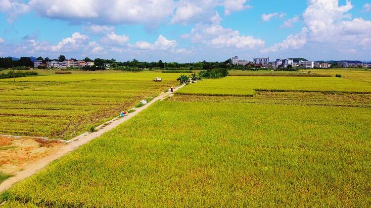 南宁市西乡塘区：风吹稻浪 丰收在望