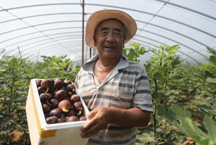 乡村振兴进行时｜河北：种出来的幸福感 “果”真甜！