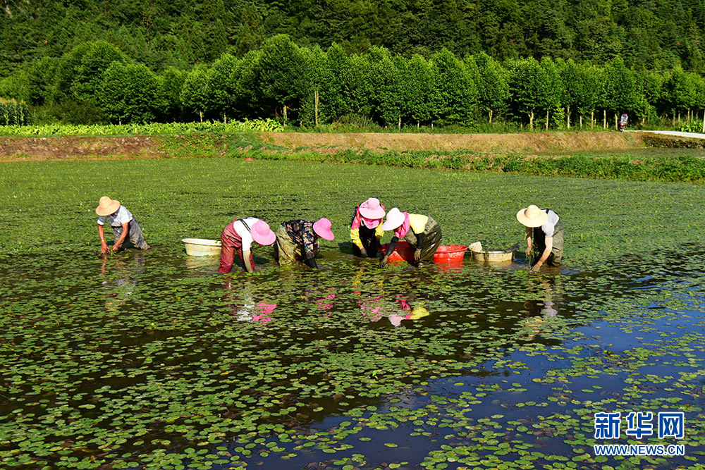 湖北咸丰：田园风光如画卷