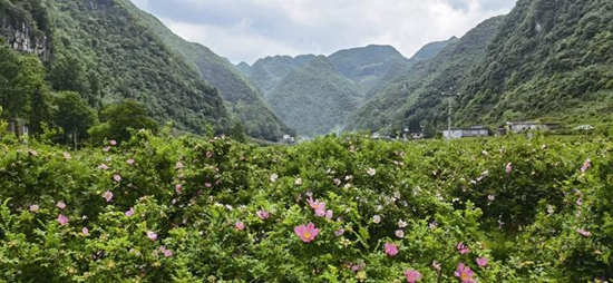 六盘水发展山地特色农业建设“两园一田”系列报道之刺梨篇（上）  唱响“青山”和“金山”的最美和声_fororder_ee27588c-4e79-49b1-991d-144e7c413405