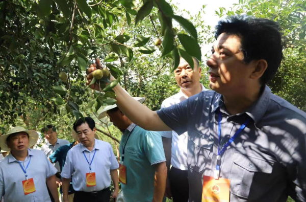 河南信阳：多措并举助力油茶产业高质量发展