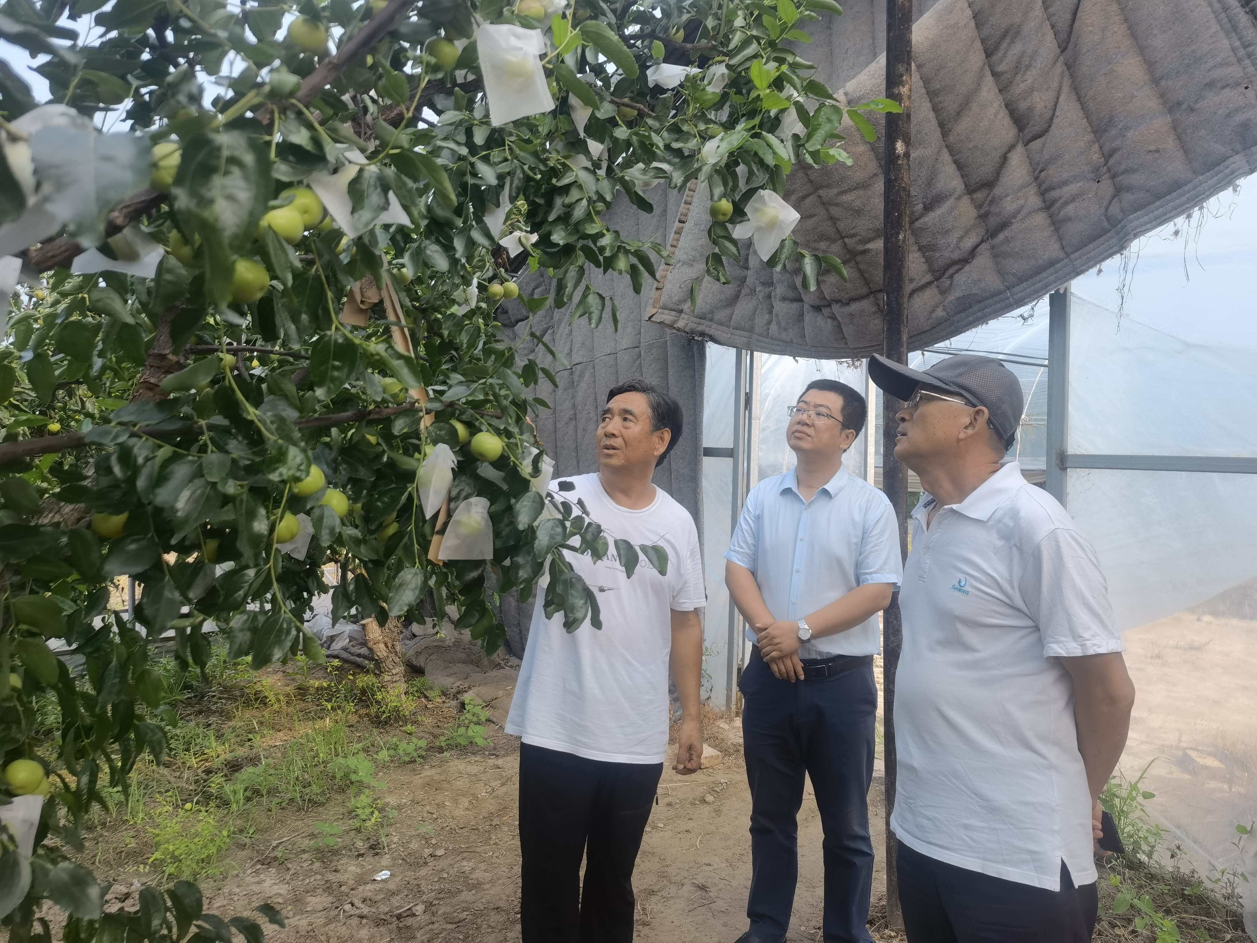 （原创）沧州市自然资源和规划局邀请河北省林业和草原科学研究院专家 为脱贫县红枣产业发展把脉问诊_fororder_图片1