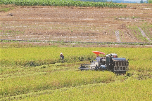 广西南宁：稻谷飘香遍地黄