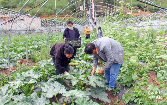 曲靖会泽：特色水果时鲜蔬菜俏销市场