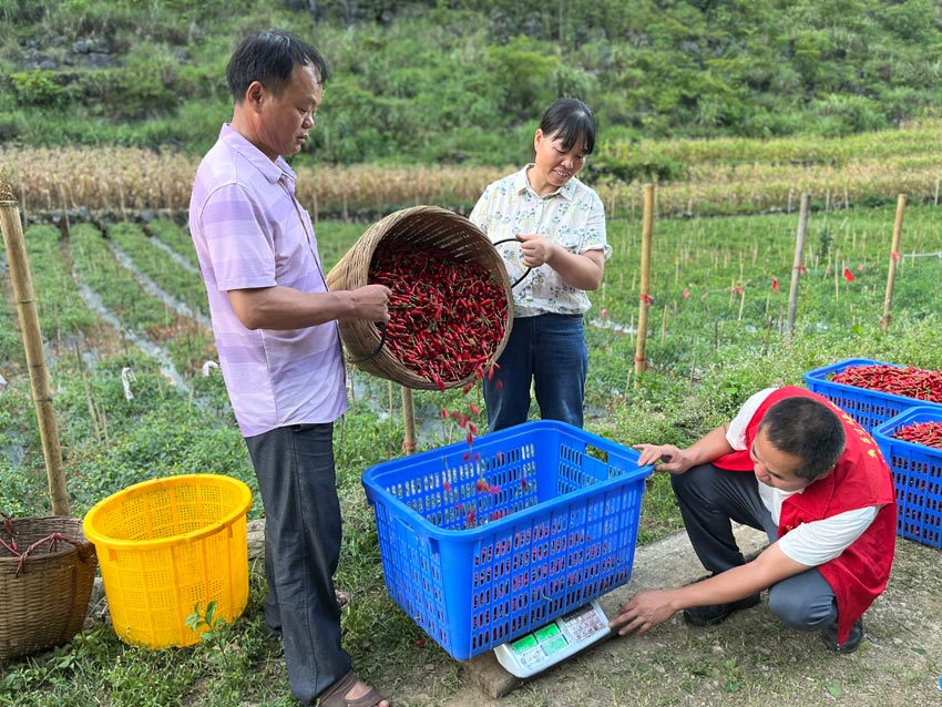 广西都安：“火红”产业助振兴