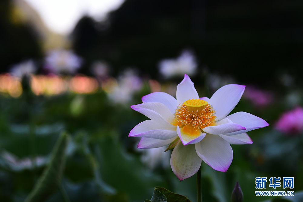 湖北咸丰：曲江荷韵绽芬芳