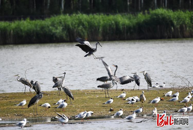 河北怀来：夏日湿地鸟欢歌_fororder_怀来3