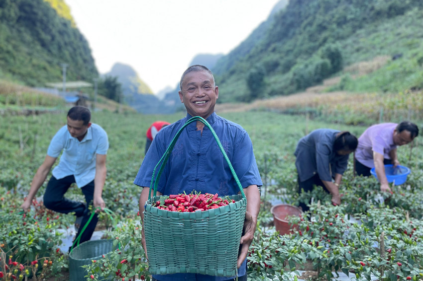 广西都安：“火红”产业助振兴