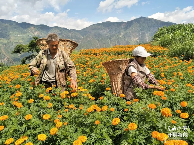 昆明禄劝4万多亩万寿菊迎来盛花期