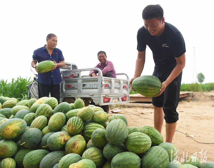 河北邢台经济开发区：西瓜俏销 沙地生“金”_fororder_西瓜4