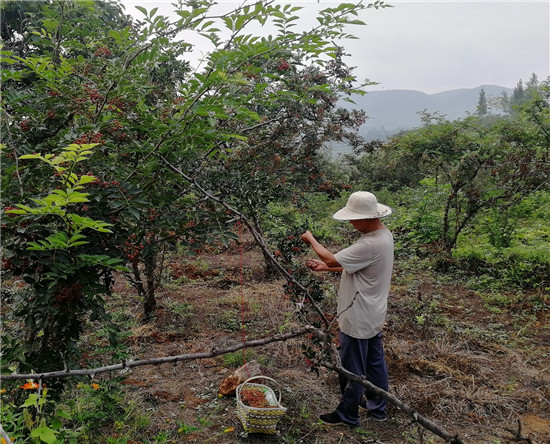 （有修改）【B】平顶山市宝丰县观音堂林站：花椒红山岗 椒农采摘忙