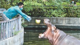 三伏天北京动物园开启防暑降温模式