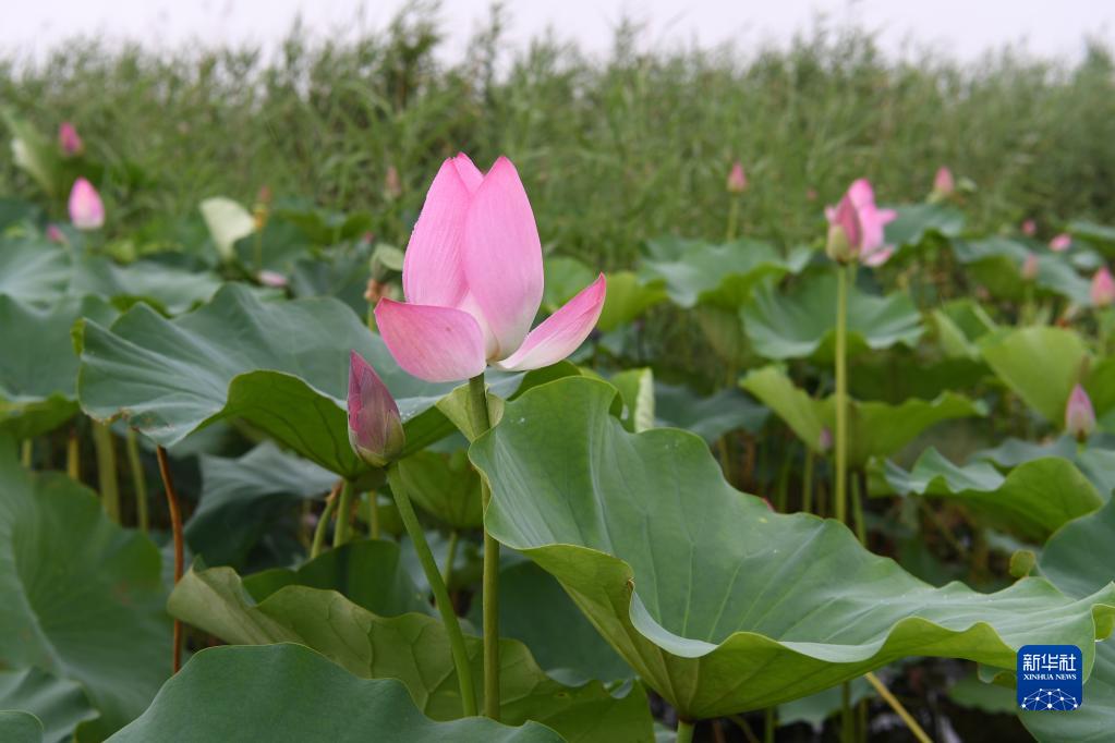 雄安新区：白洋淀水生态环境持续改善