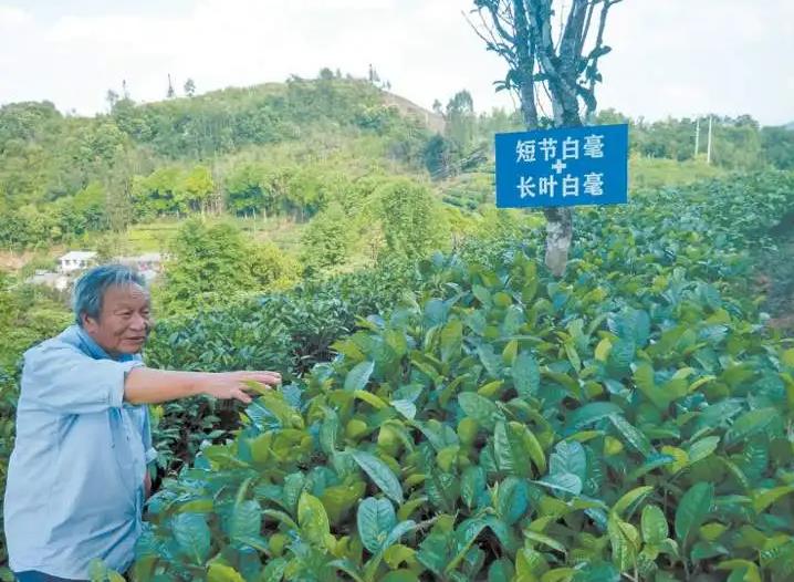 追忆"大国茶匠"肖时英：只为云南普洱茶根深叶茂_fororder_9