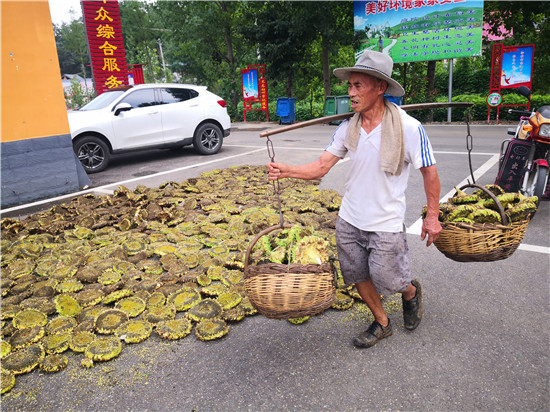 （有修改）【B】平顶山市鲁山县：金黄的向日葵熟了 淳朴的黄沟人笑了