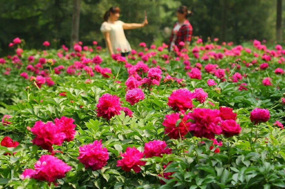 美景山东｜济南植物园：奥妙无穷的植物王国