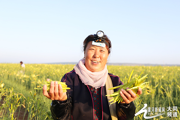 大同云州区绽放丰收图 小黄花铺就致富路