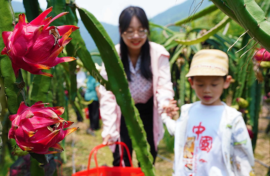 广西融水：火龙果熟了 乡村游火了