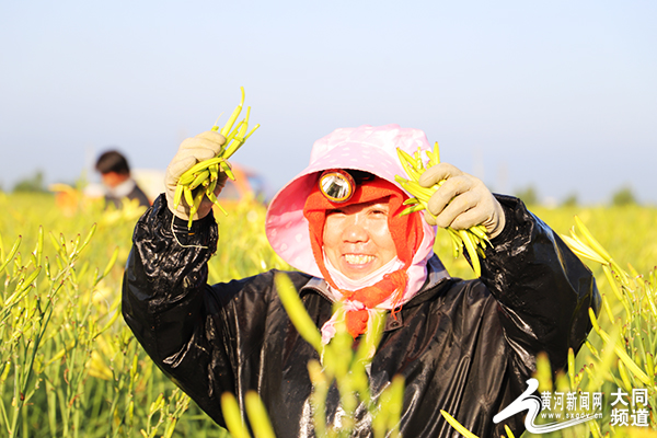 大同云州区绽放丰收图 小黄花铺就致富路