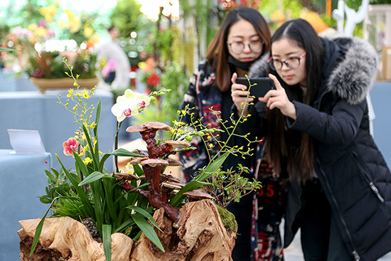 2018迎春年宵花展花乡开幕 北京本地花卉占据半壁江山