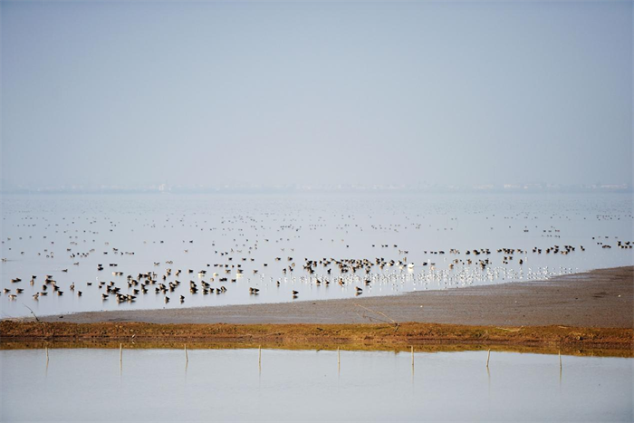 Chenhu Lake Wetland in Caidian District, Wuhan Ready for International Wetlands Conference_fororder_图片2