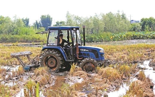 柳州市柳江区：白鹭翩跹牛作伴 原生稻香忆童年